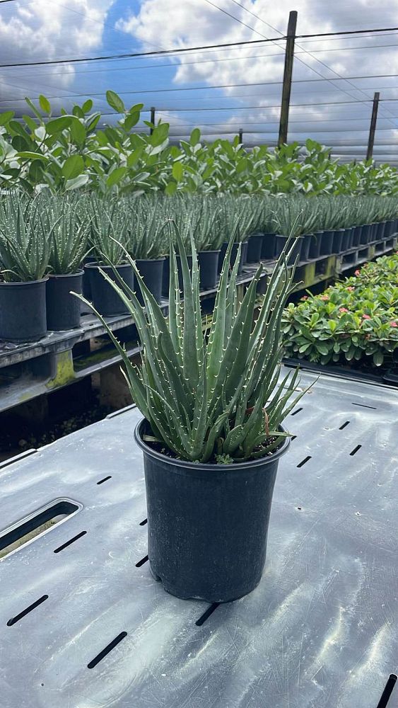 aloe-humilis-echinata-aloe-hedgehog