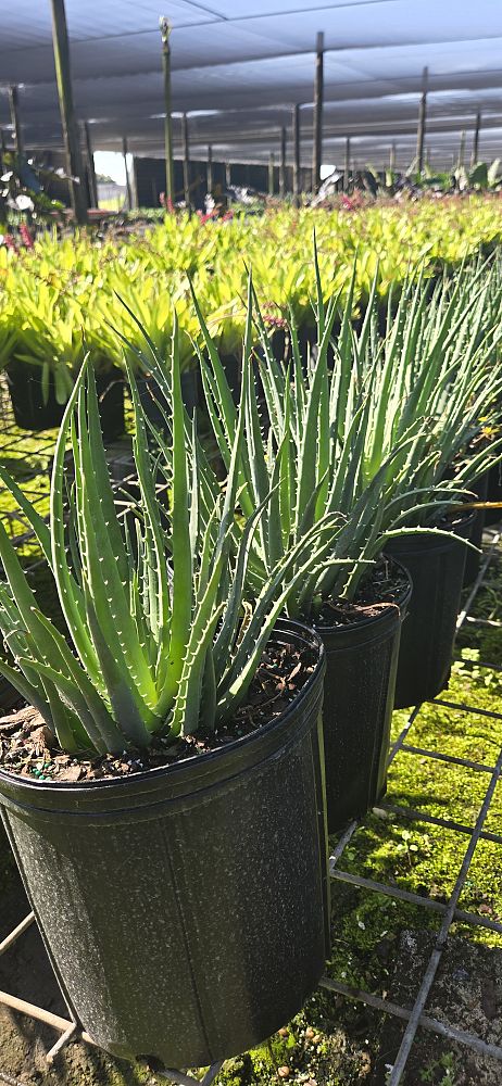 aloe-humilis-echinata-aloe-hedgehog