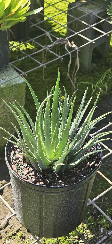 aloe-humilis-echinata-aloe-hedgehog