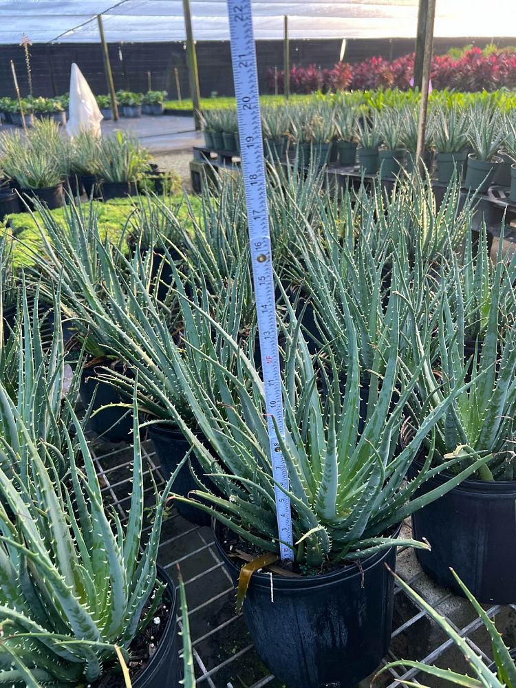 aloe-humilis-echinata-aloe-hedgehog