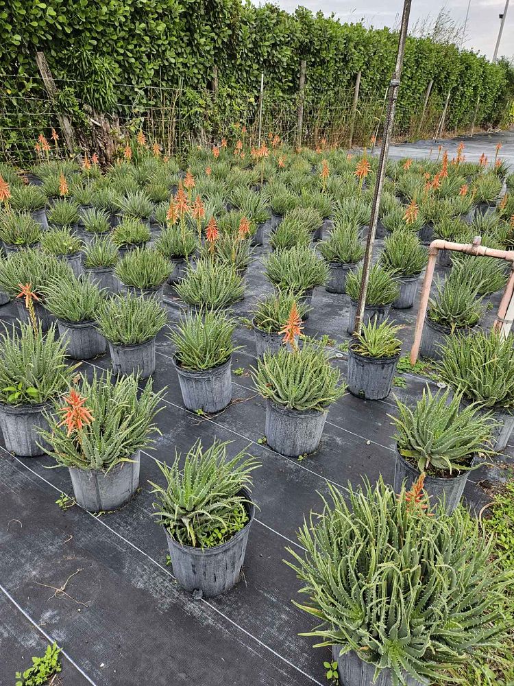 aloe-humilis-echinata-aloe-hedgehog