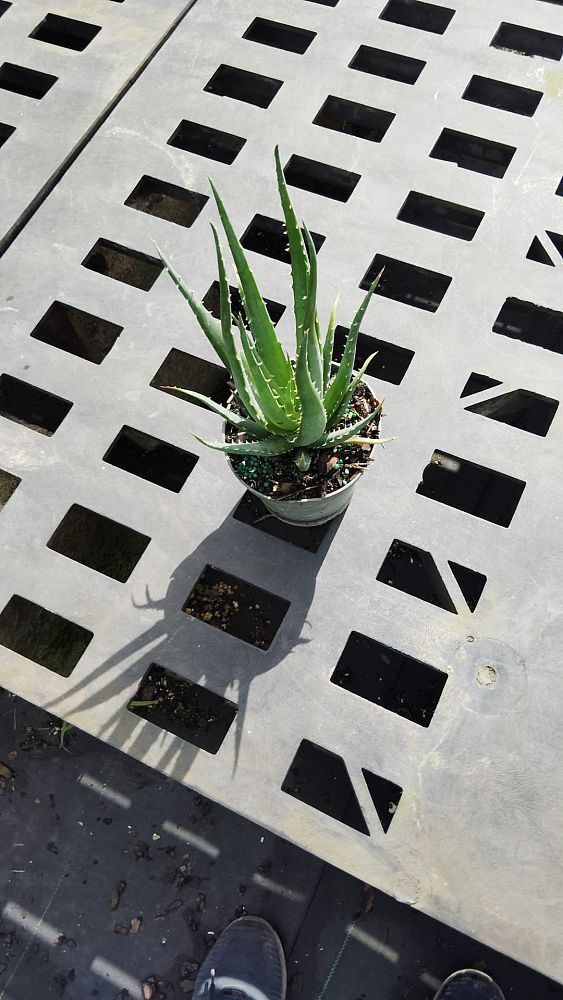 aloe-humilis-echinata-aloe-hedgehog