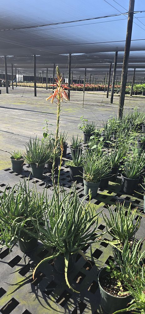 aloe-humilis-echinata-aloe-hedgehog