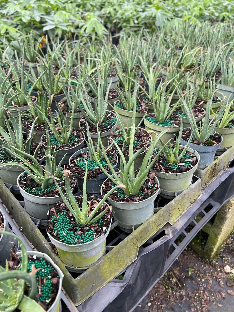 aloe-humilis-echinata-aloe-hedgehog