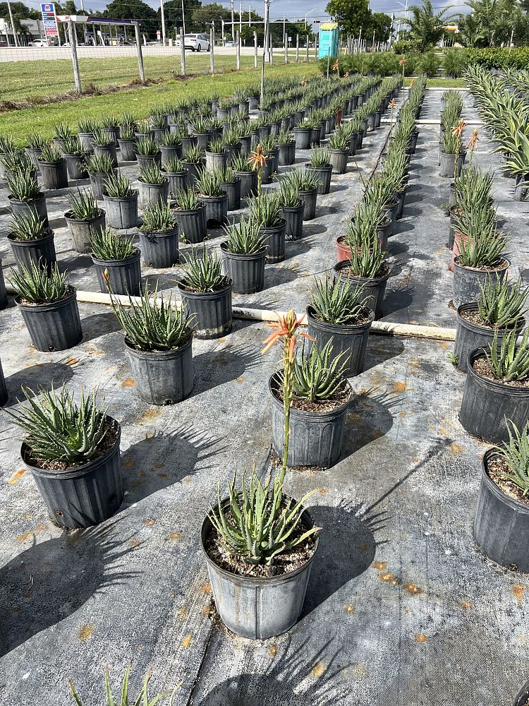 aloe-humilis-echinata-aloe-hedgehog