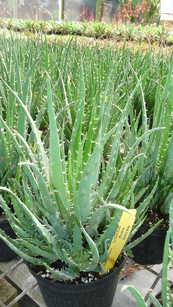 aloe-humilis-hedgehog-spider-aloe