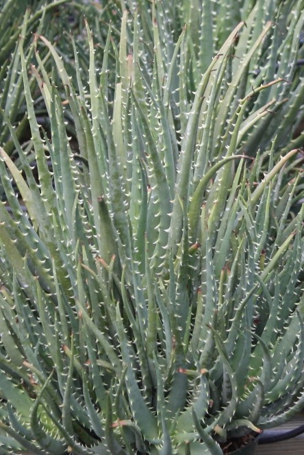 aloe-humilis-hedgehog-spider-aloe