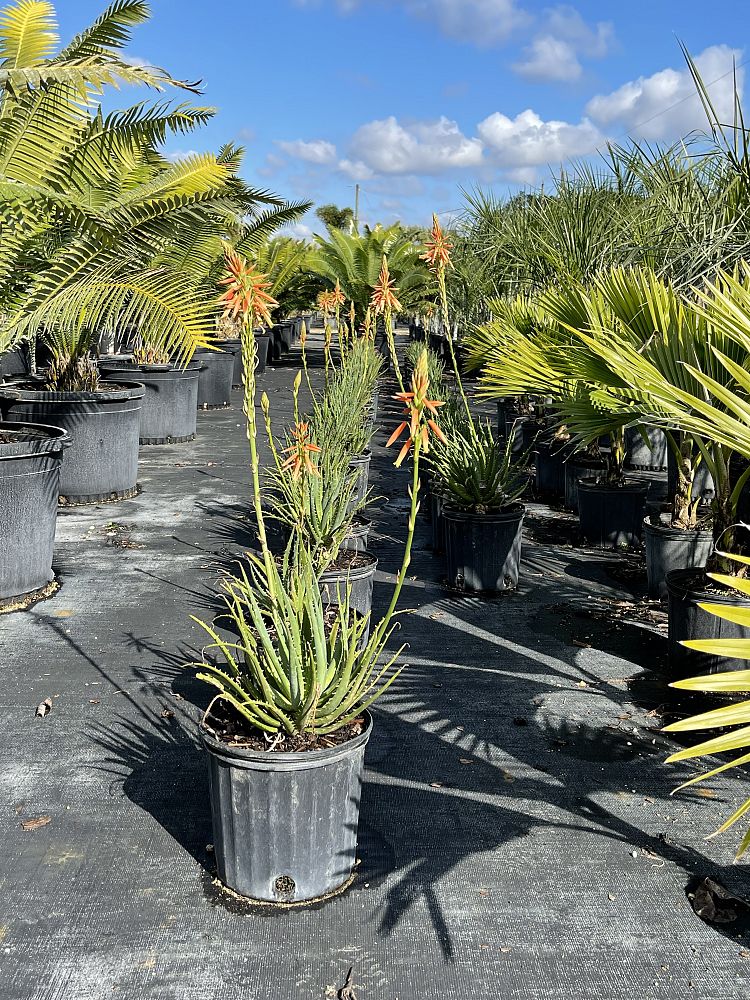 aloe-humilis-hedgehog-spider-aloe