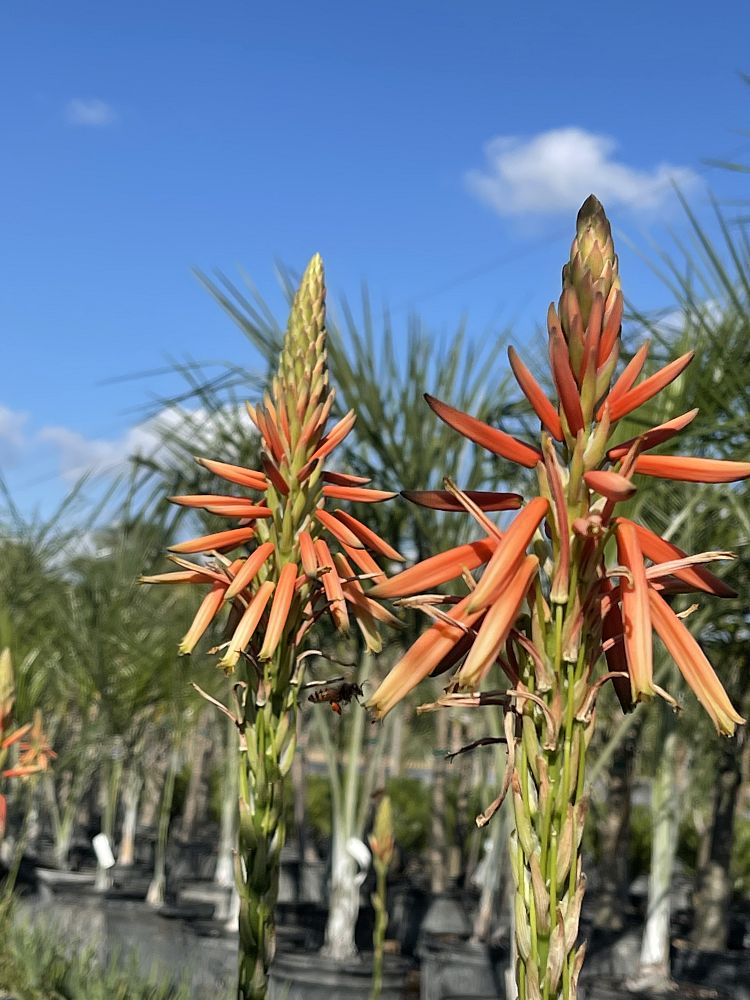 aloe-humilis-hedgehog-spider-aloe