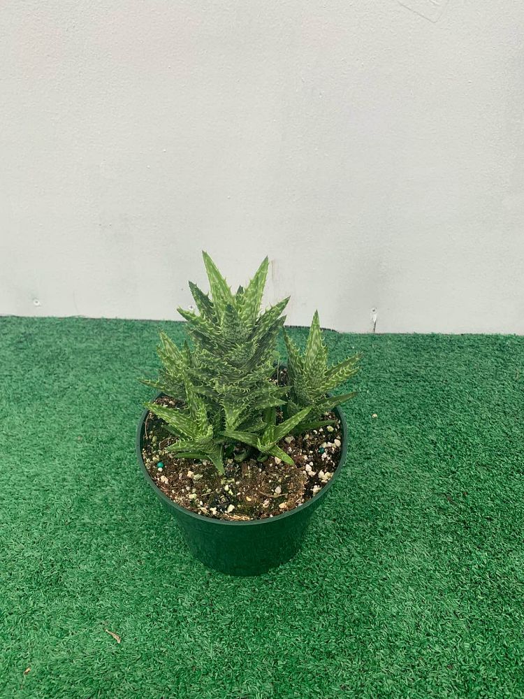 aloe-juvenna-tiger-tooth-aloe
