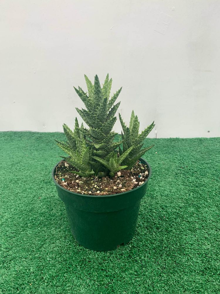 aloe-juvenna-tiger-tooth-aloe
