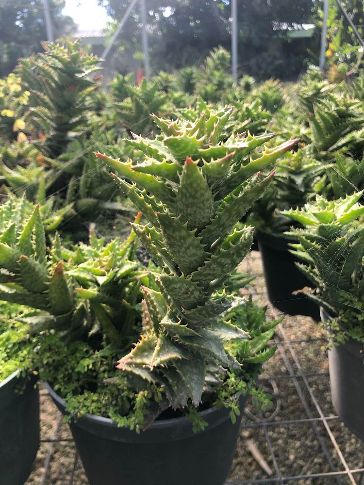 aloe-juvenna-tiger-tooth-aloe