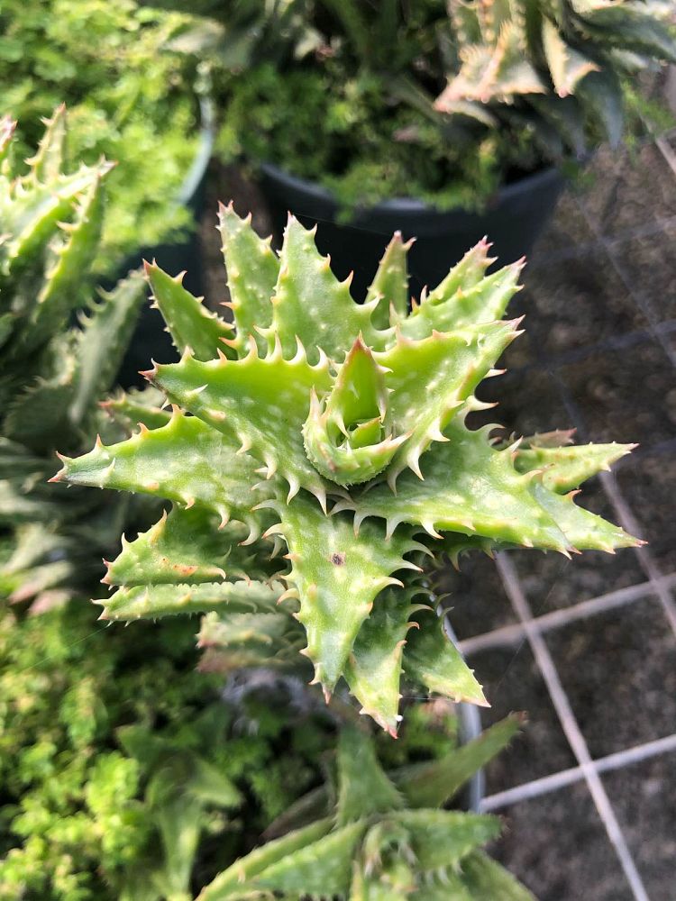 aloe-juvenna-tiger-tooth-aloe