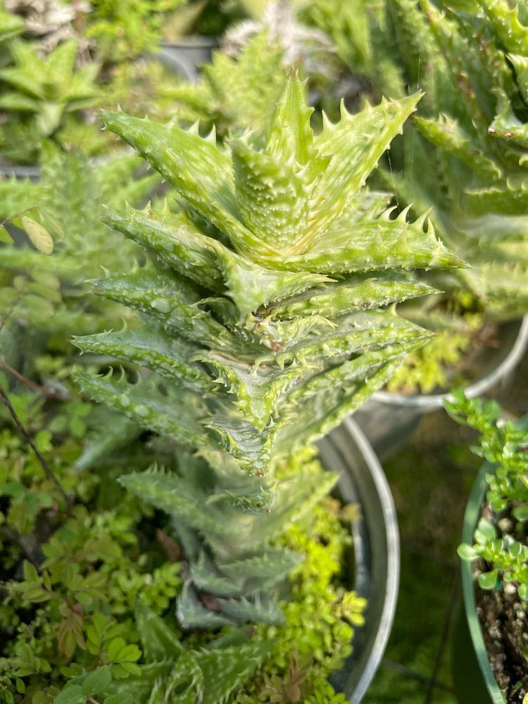 aloe-juvenna-tiger-tooth-aloe