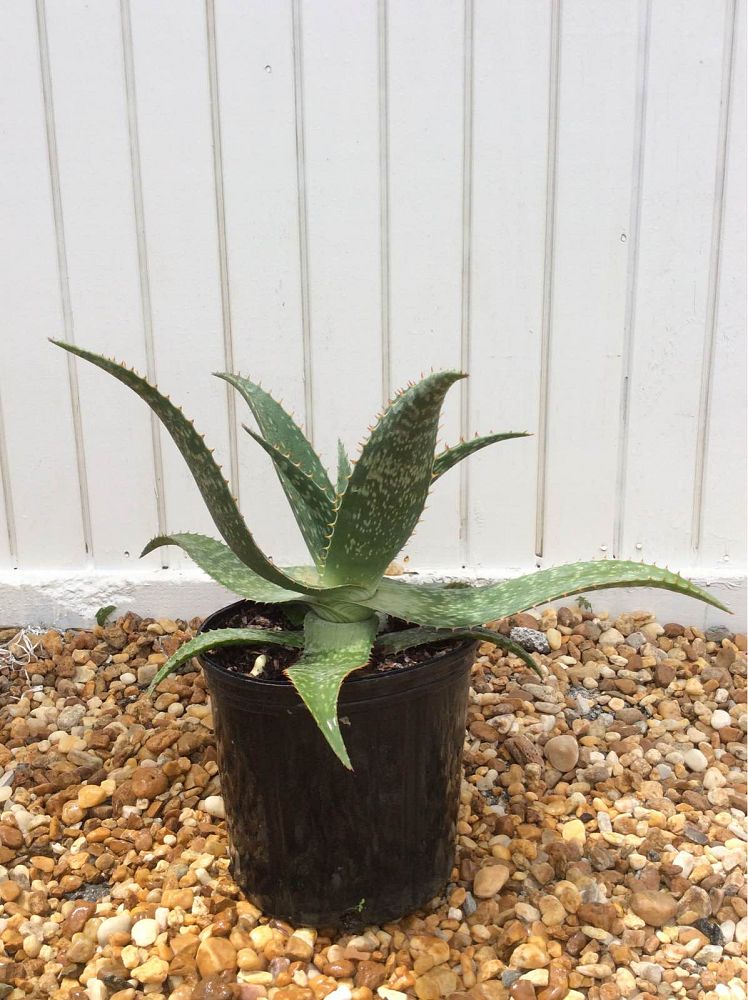 aloe-maculata-soap-aloe