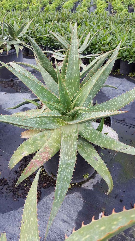 aloe-maculata-soap-aloe