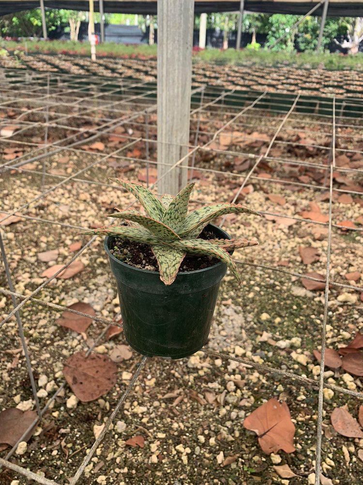 aloe-pink-blush