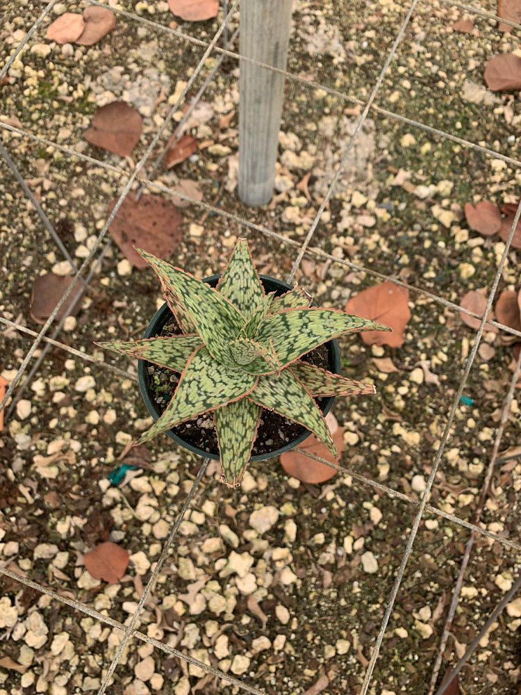 aloe-pink-blush