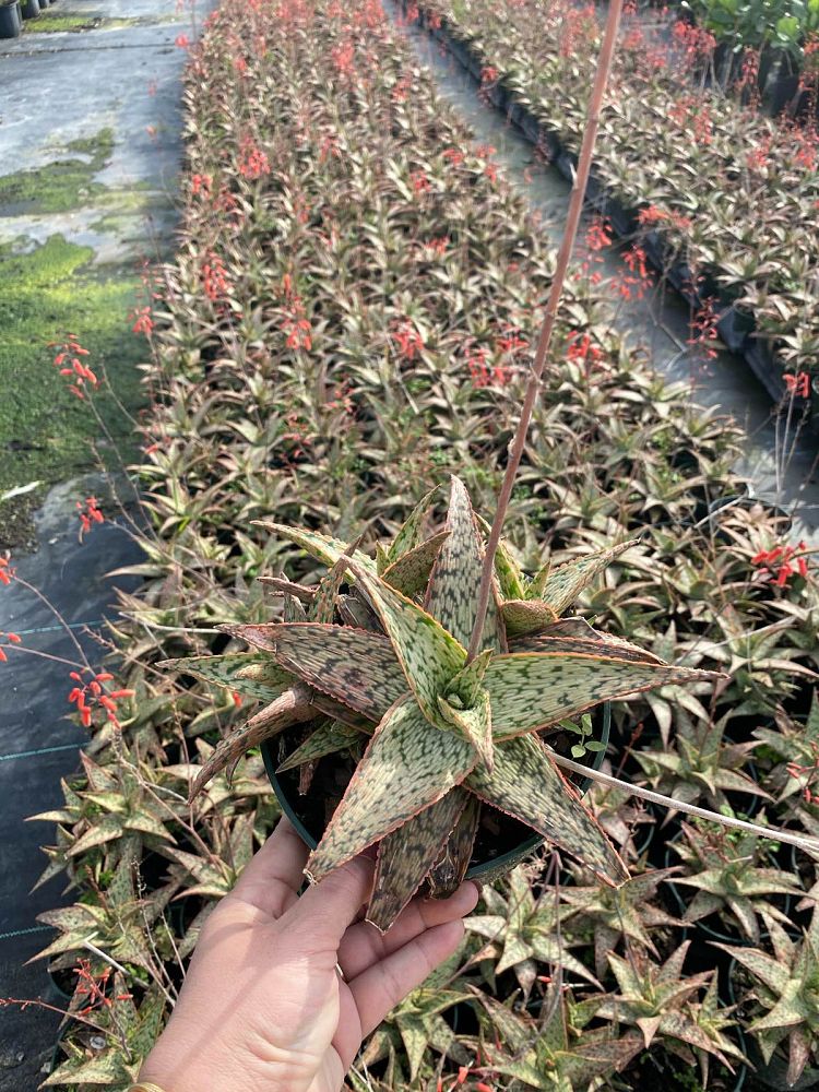 aloe-pink-blush