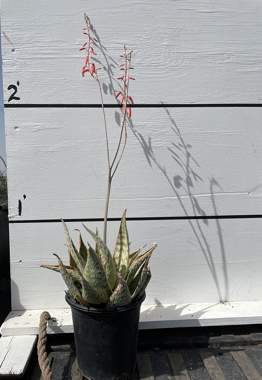 aloe-pink-blush