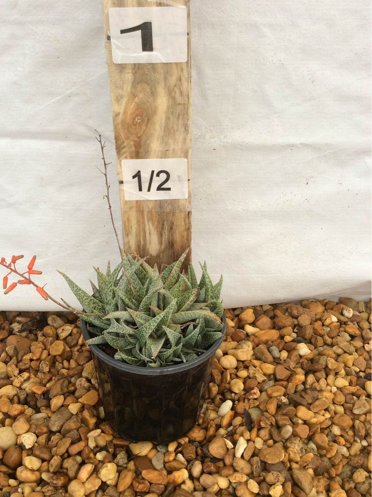 aloe-rauhii-snowflake-aloe