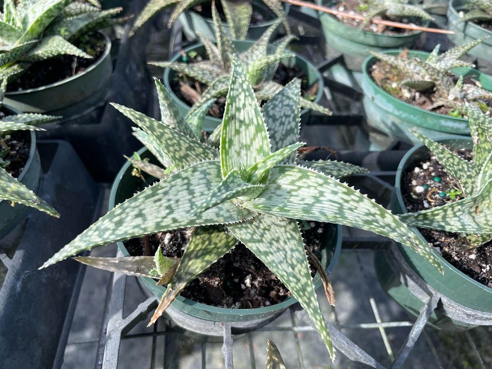 aloe-rauhii-white-fox-white-fox