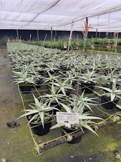 aloe-rauhii-white-fox-white-fox