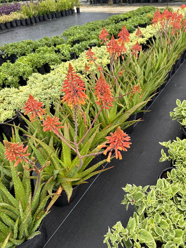 aloe-rooikappie