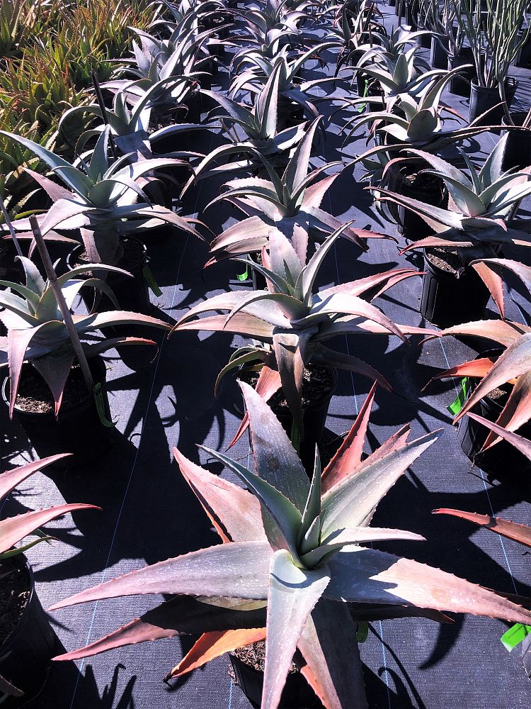 aloe-rubroviolacea