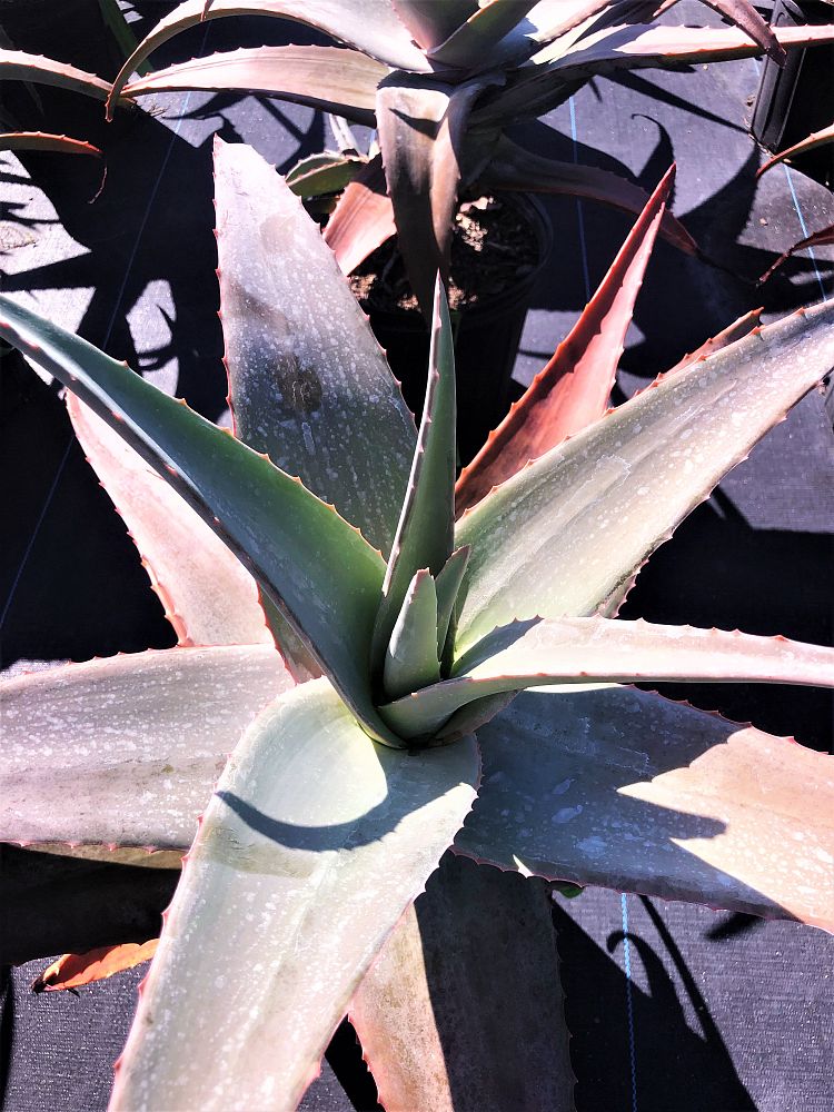 aloe-rubroviolacea