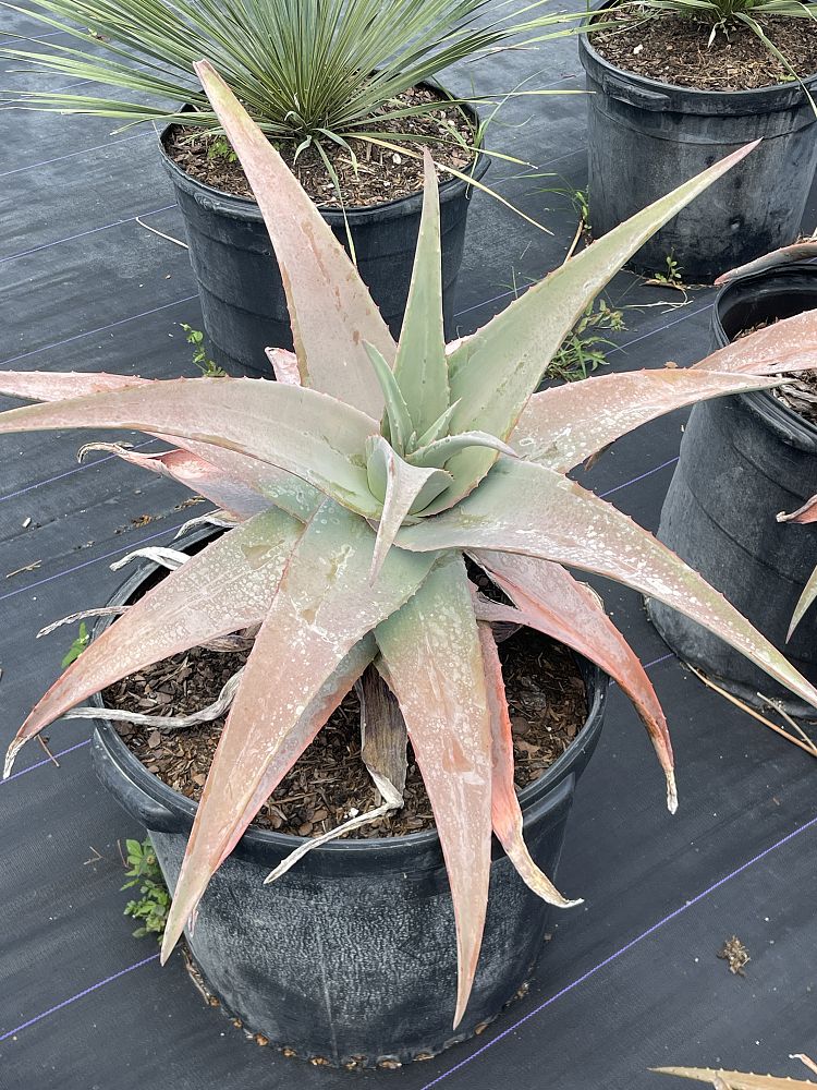 aloe-rubroviolacea