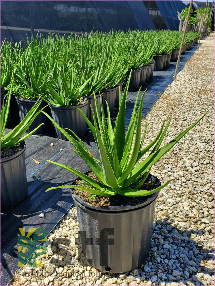 aloe-safari-rose-safari-rose-aloe