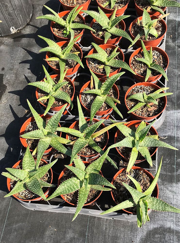 aloe-saponaria-soap-aloe