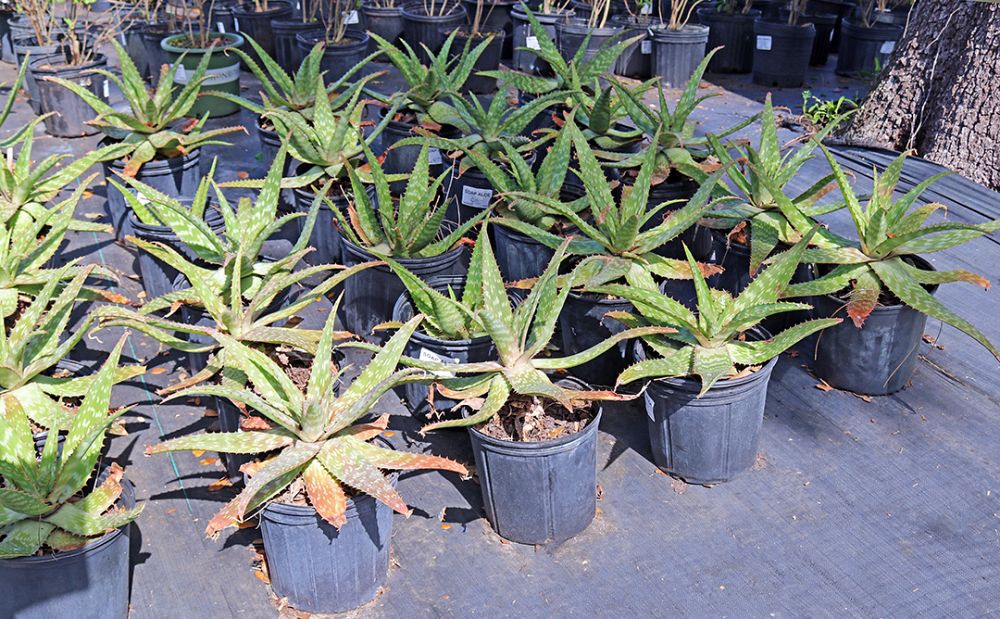 aloe-saponaria-soap-aloe