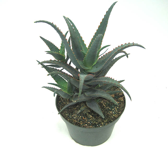 aloe