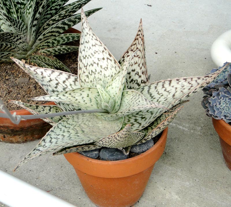 aloe