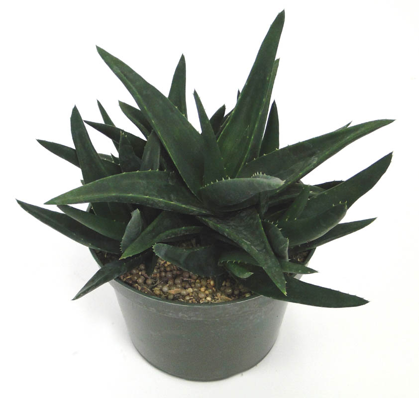 aloe