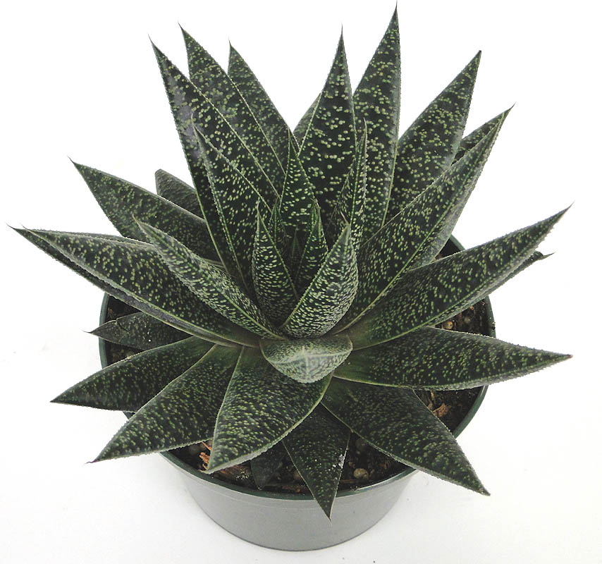 aloe
