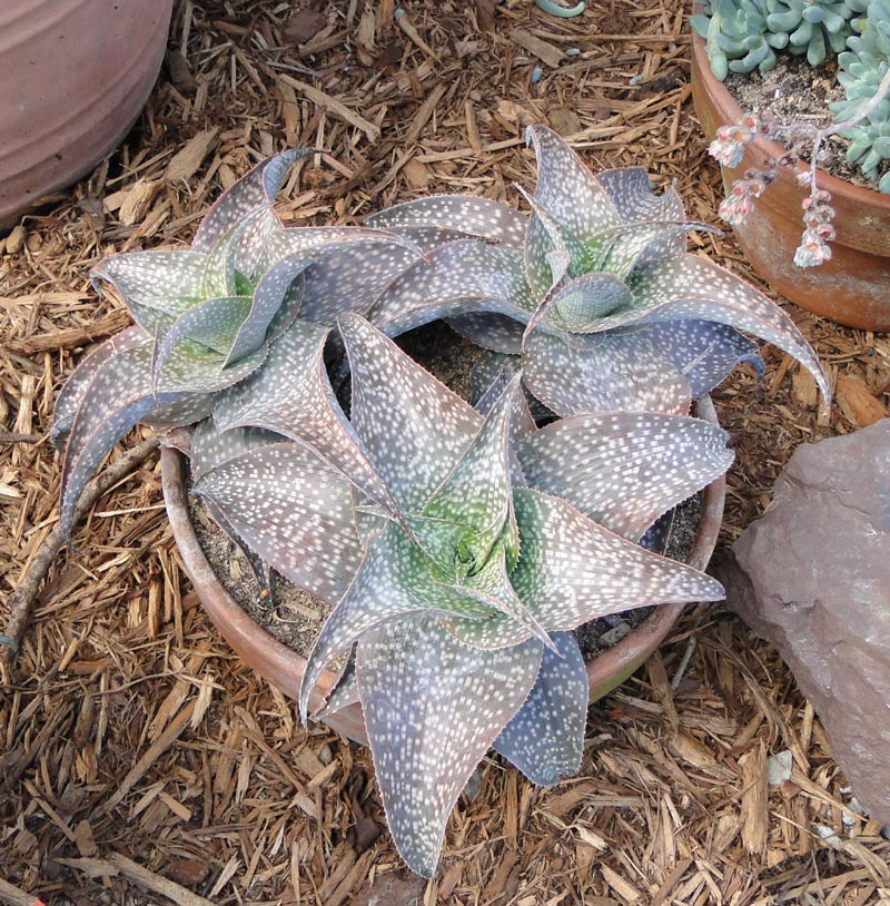 aloe