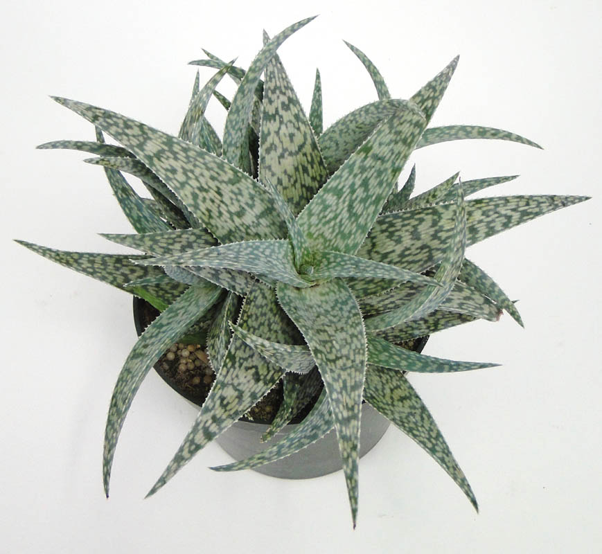 aloe
