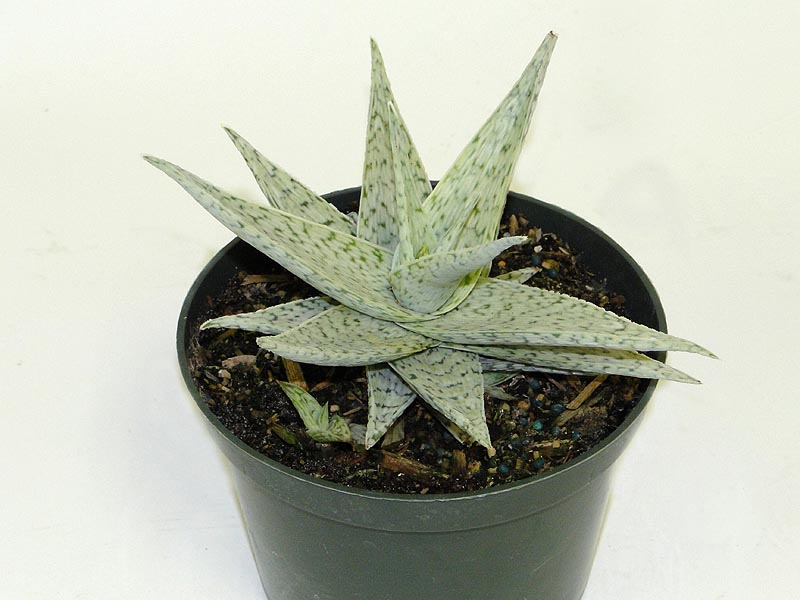 aloe