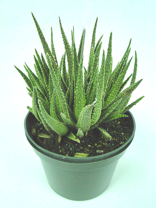 aloe