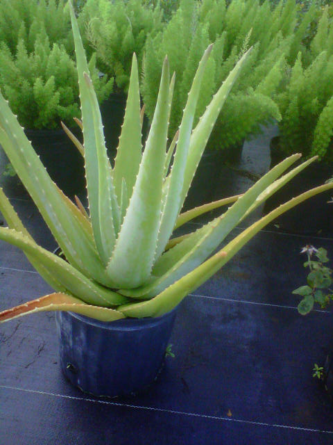 aloe