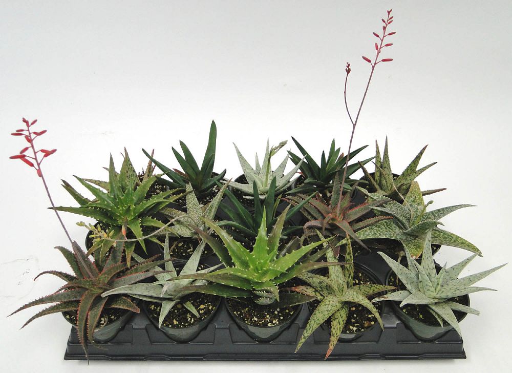 aloe
