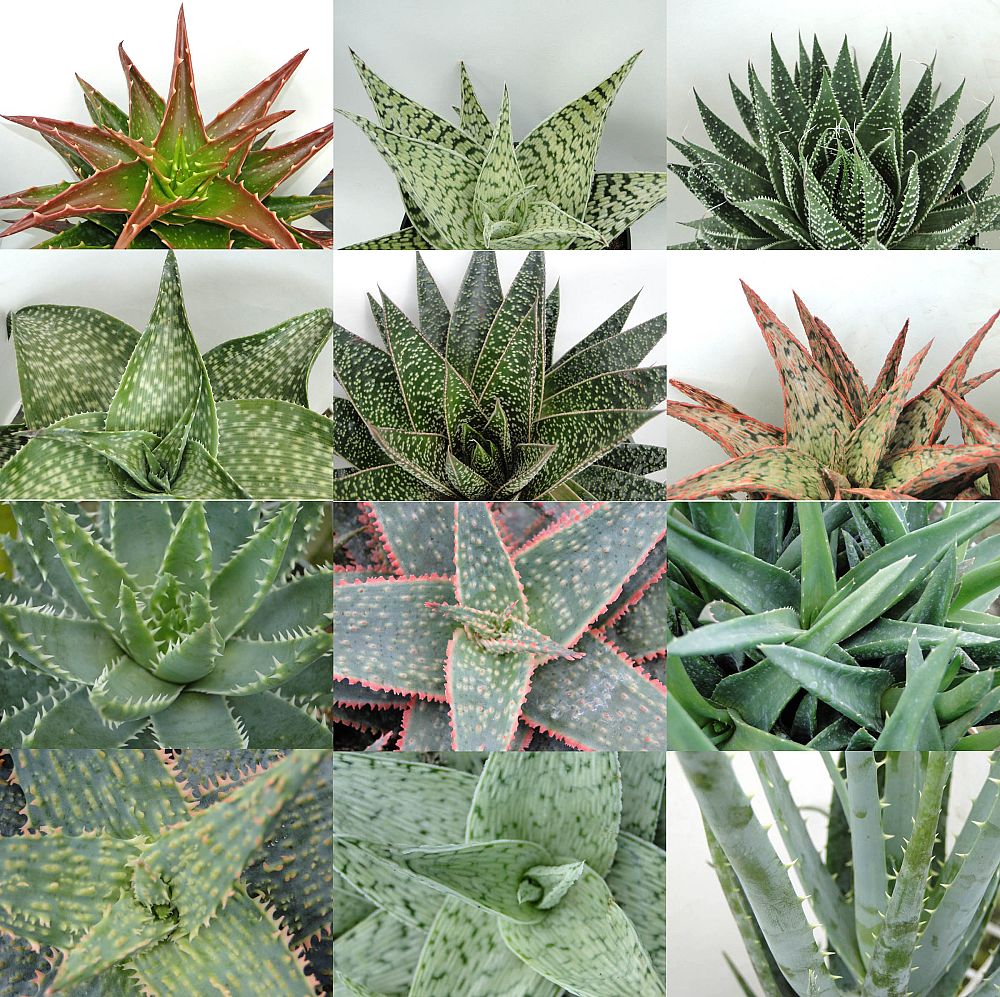 aloe