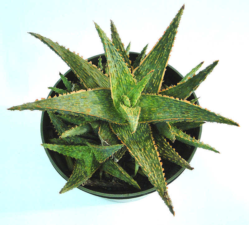 aloe