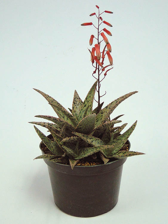 aloe