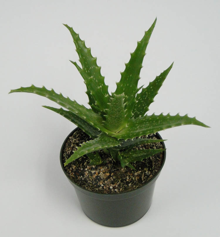 aloe