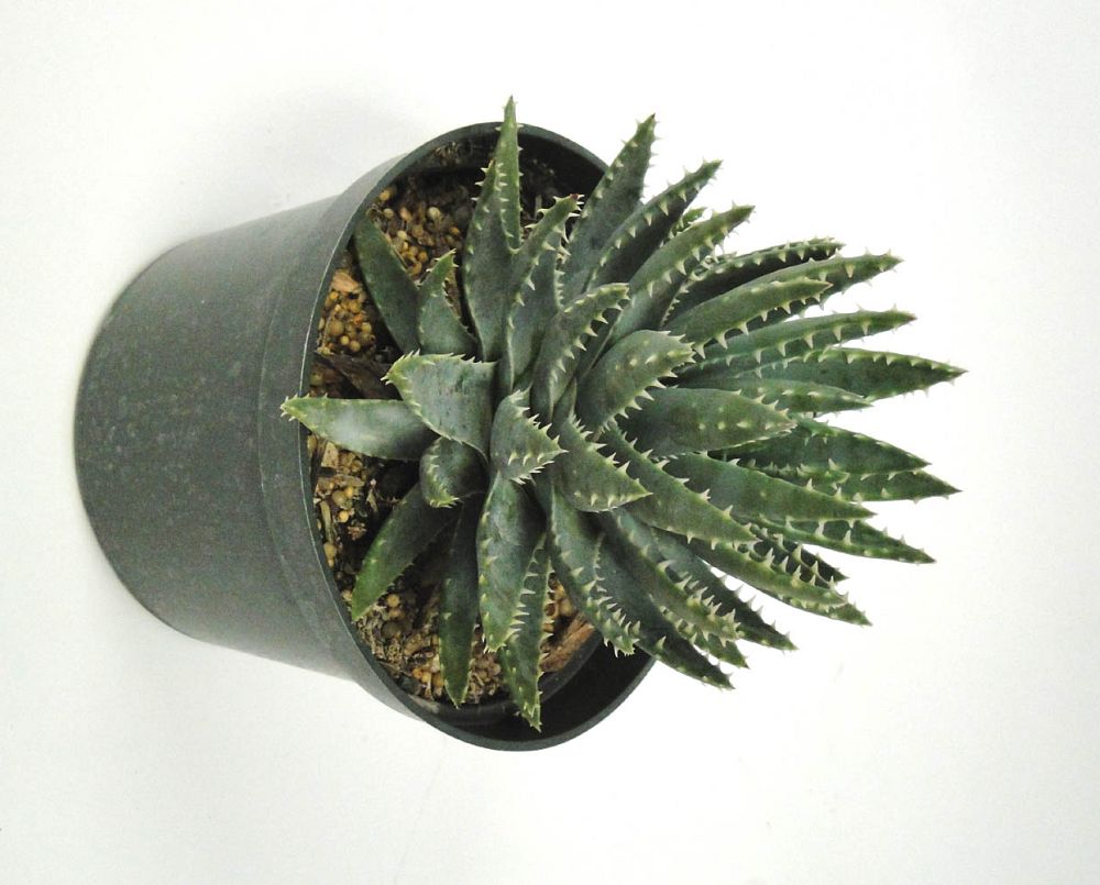aloe