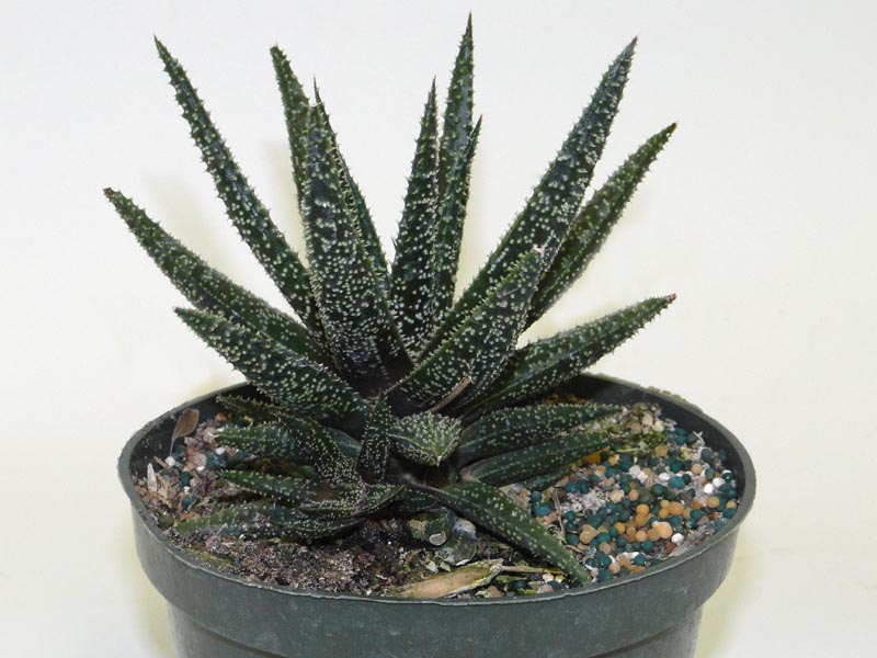 aloe